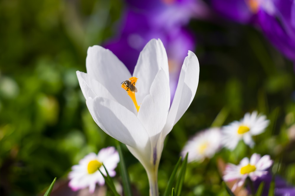 a bee sitting on top of a white flower