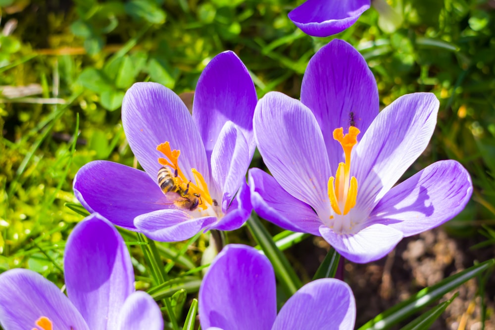 a group of purple flowers with a bee on one of them