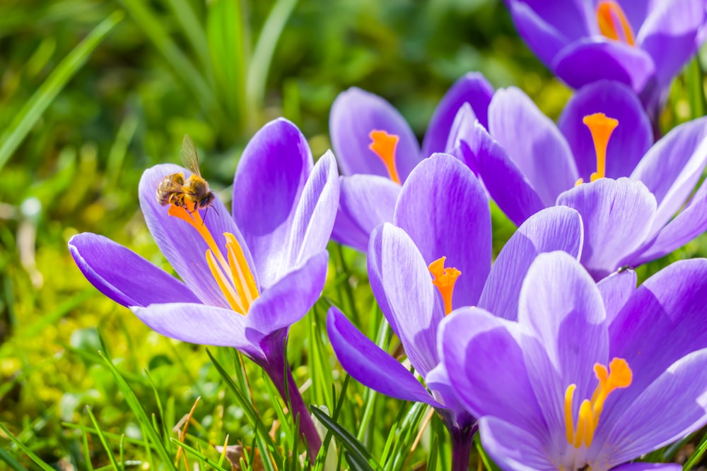 a bunch of purple flowers with a bee on them