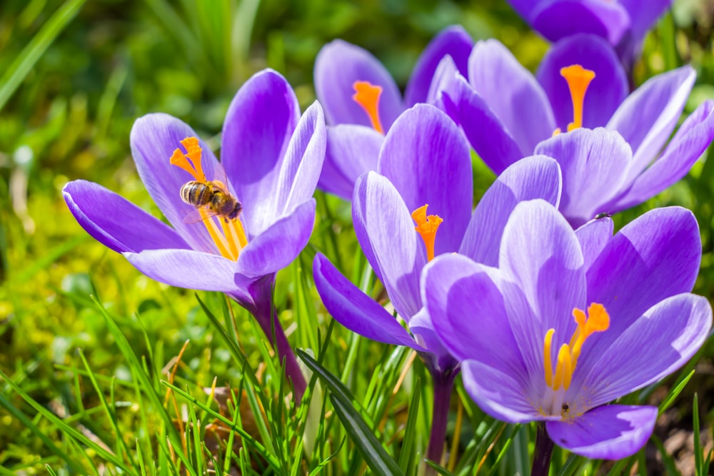 a group of purple flowers with a bee on them