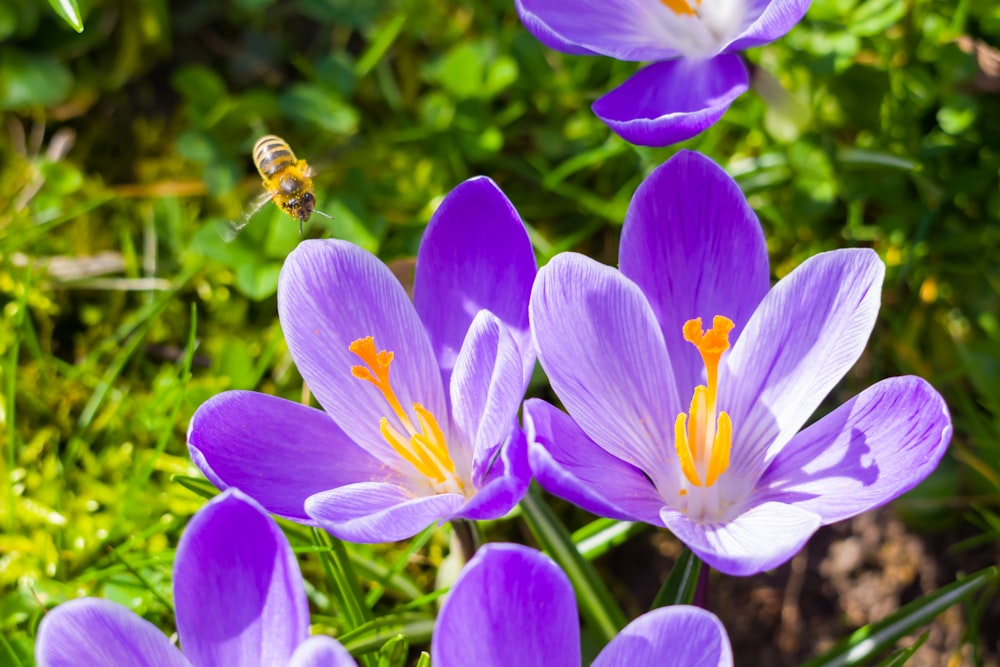 a group of purple flowers with a bee in the middle of them