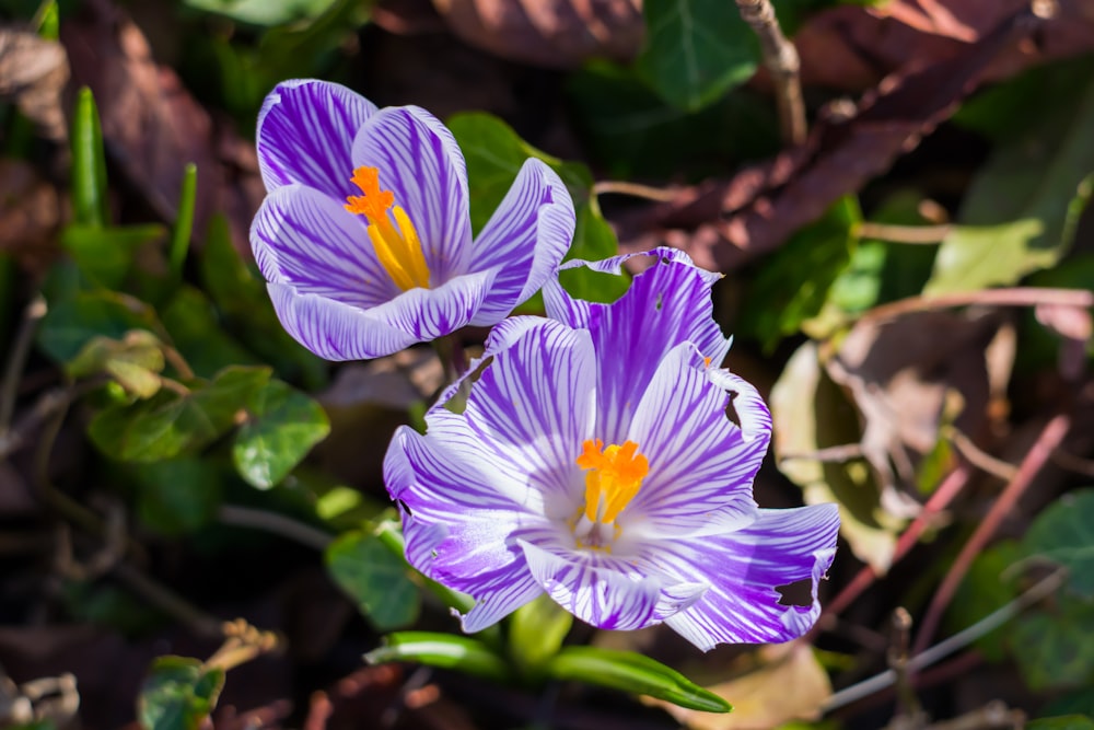 a couple of purple flowers sitting on top of a lush green field