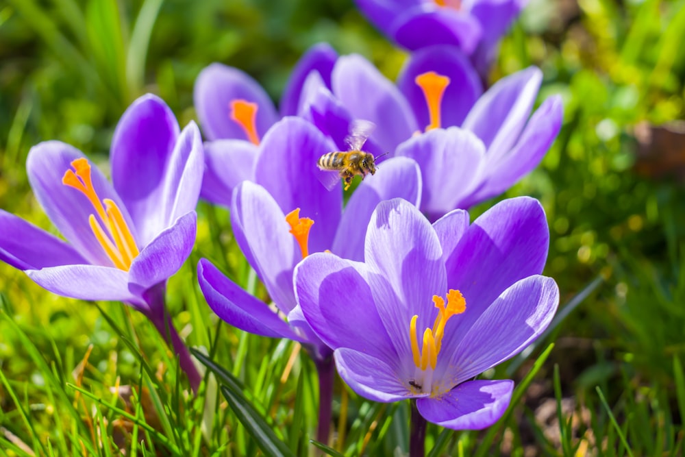 a group of purple flowers with a bee on them