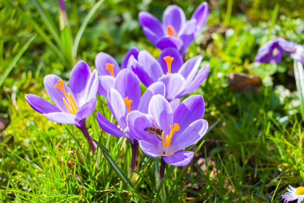 a group of purple flowers sitting on top of a lush green field