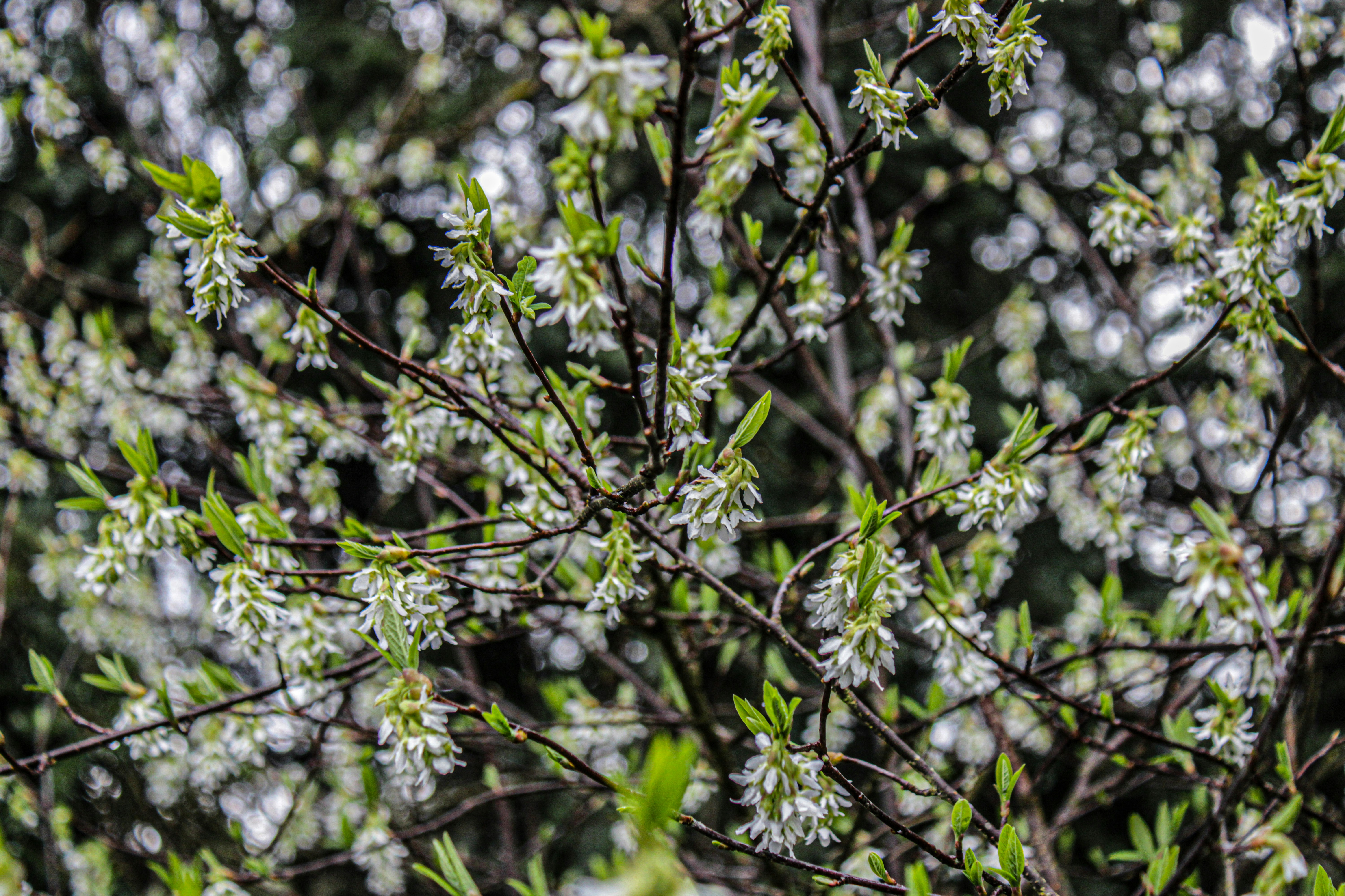 Photo by prphotography262