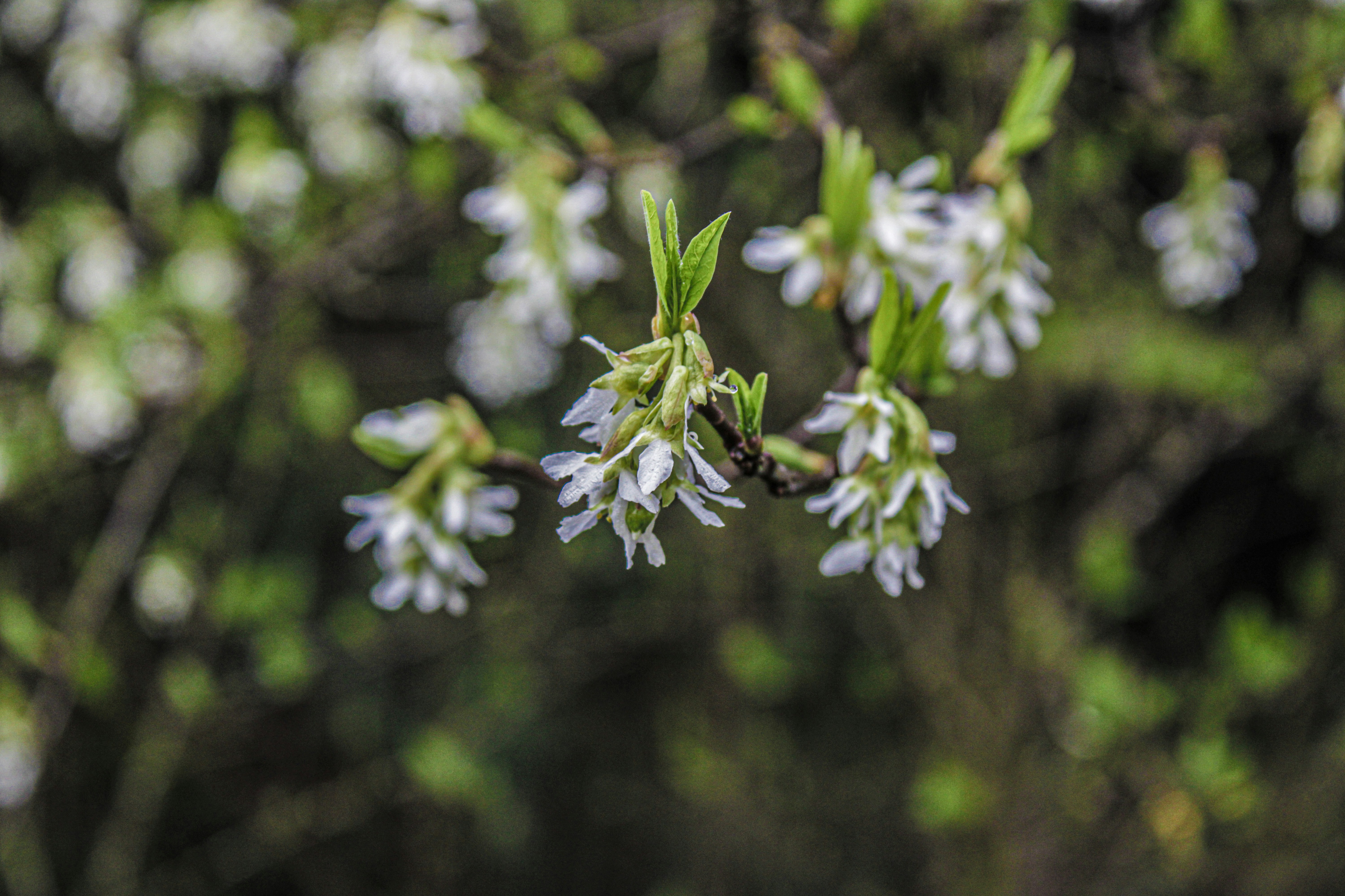 Photo by prphotography262