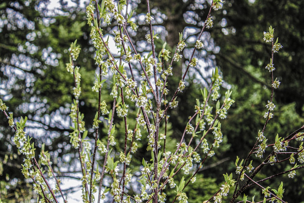 a close up of a tree with white flowers