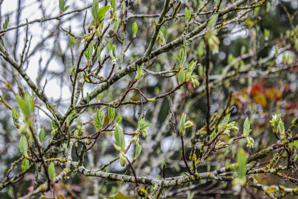 a close up of a tree with leaves and buds