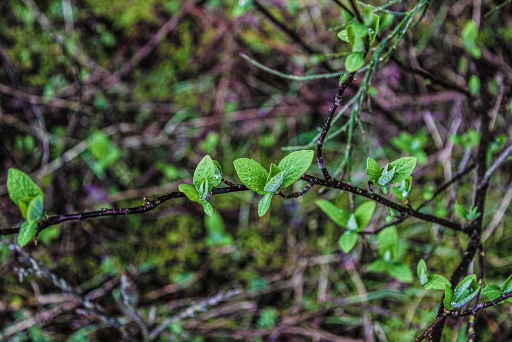 a branch with green leaves in the middle of a forest