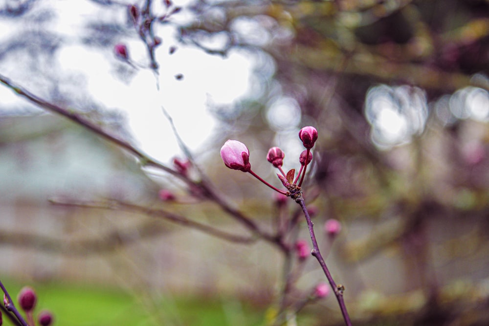 a close up of a tree with pink flowers