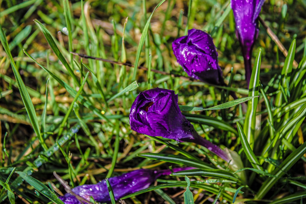 a group of purple flowers sitting on top of a lush green field