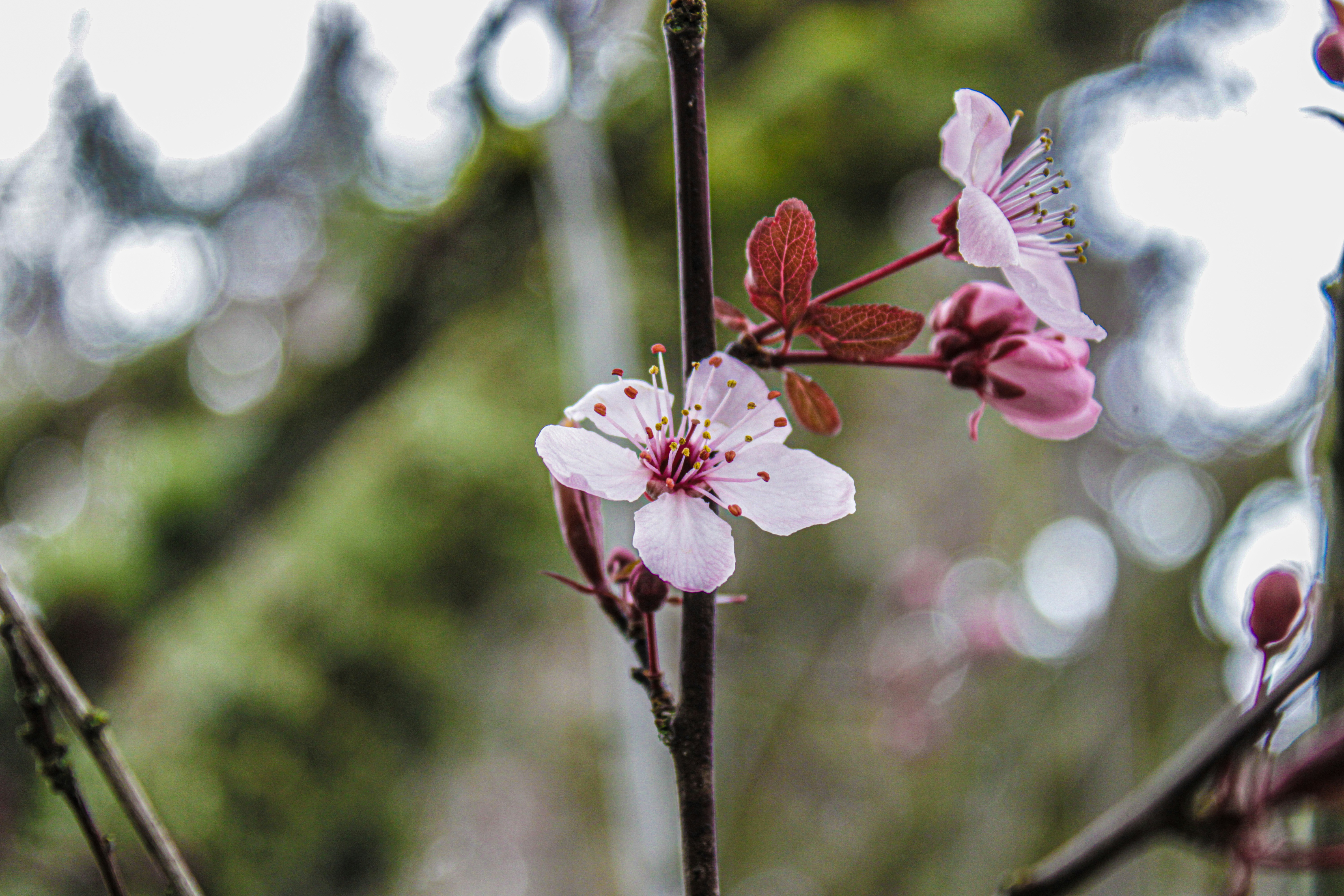 Photo by prphotography262