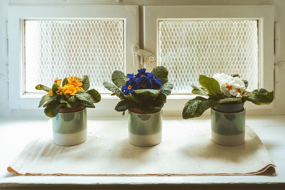 a group of three potted plants sitting on top of a table