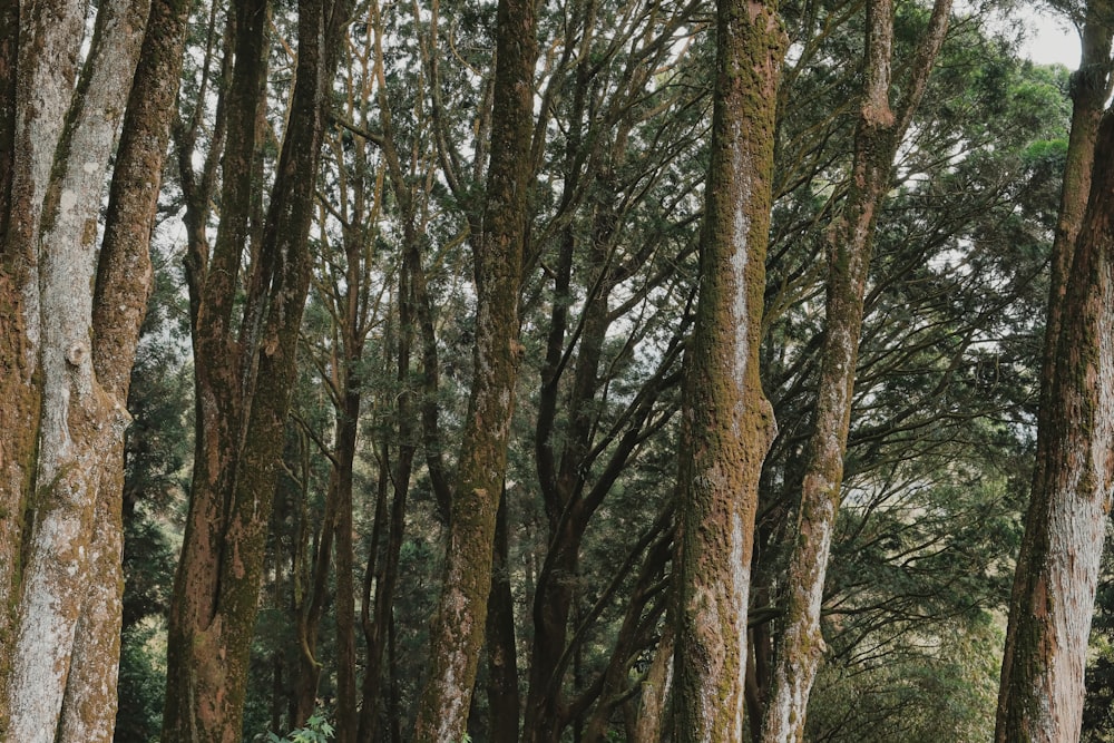 a forest filled with lots of tall trees