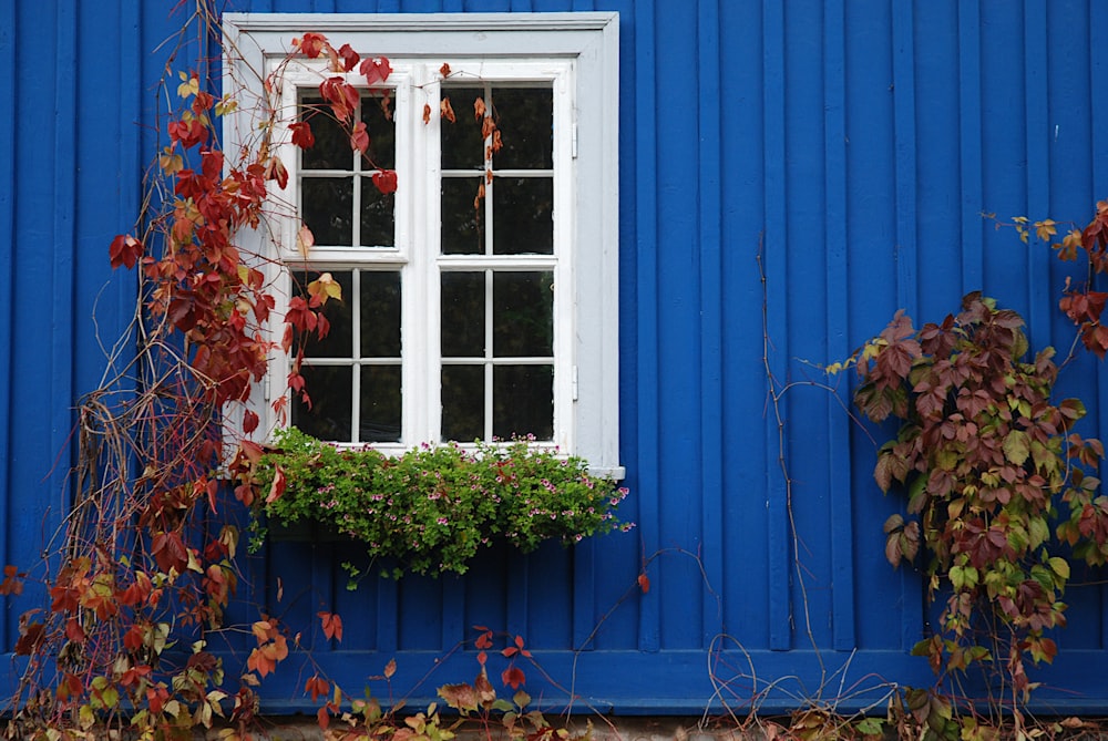 a blue building with a window and a planter