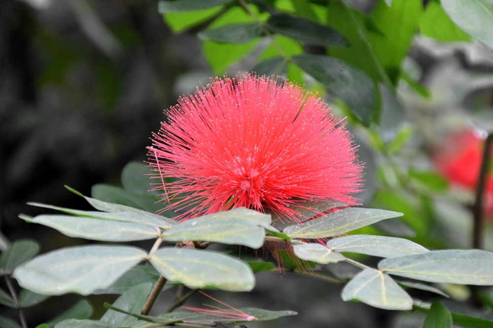 un fiore rosso con foglie verdi sullo sfondo