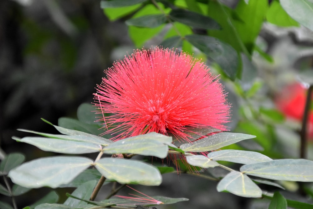 a red flower with green leaves in the background