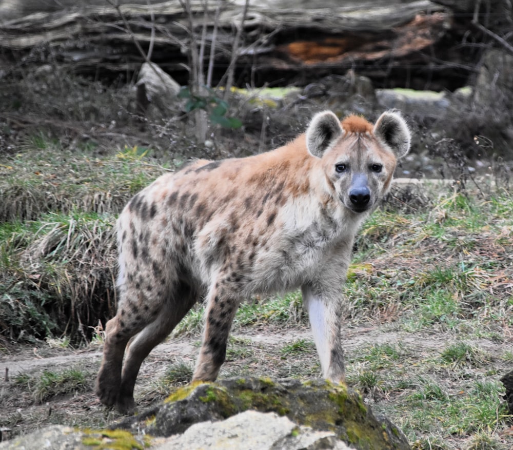 una iena maculata in piedi su una collina rocciosa