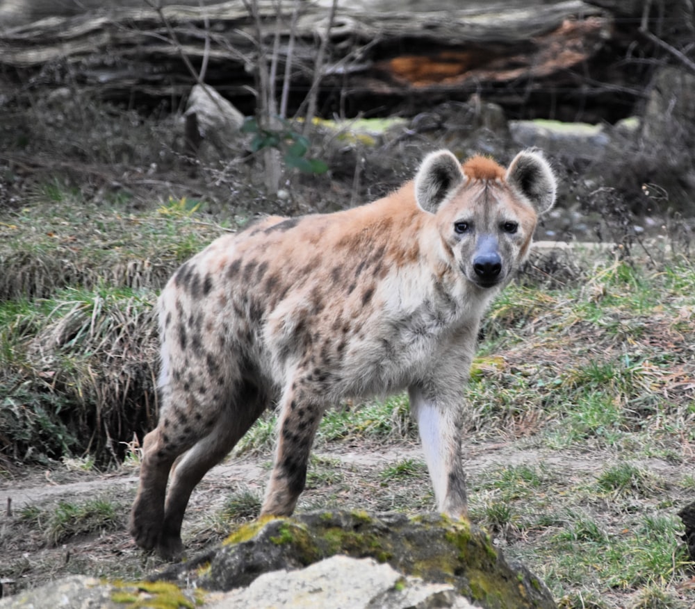 a spotted hyena standing on a rocky hillside