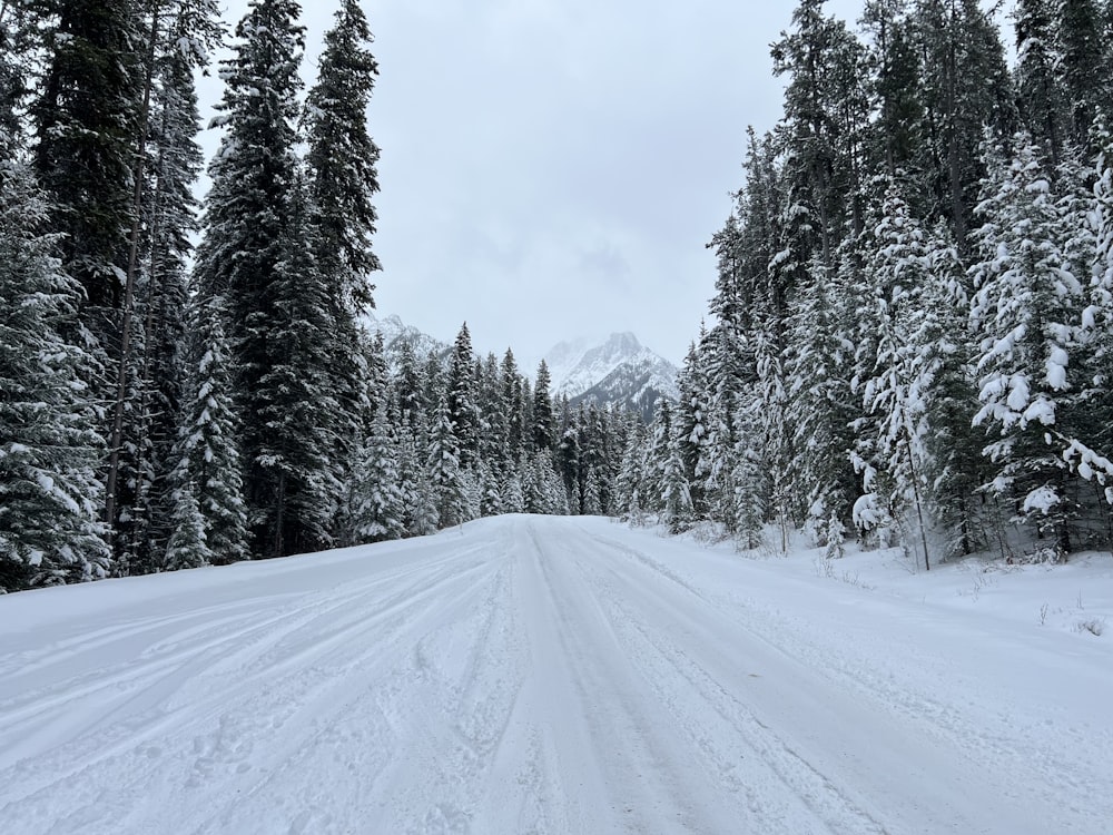 a snow covered road surrounded by pine trees