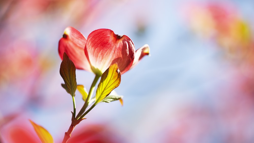 a red flower with green leaves on it