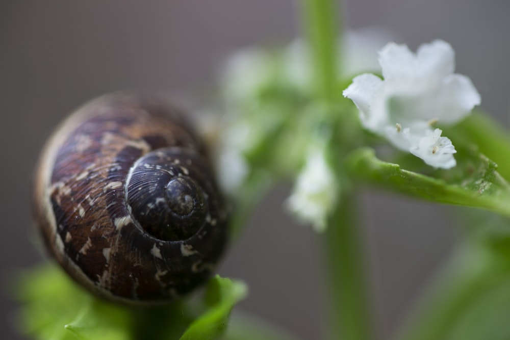 a close up of a snail on a plant