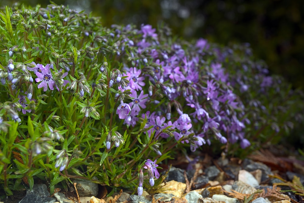 a bunch of purple flowers growing out of some rocks