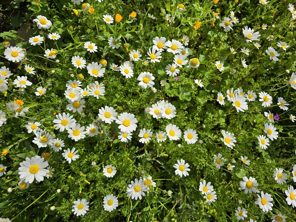 un bouquet de fleurs blanches et jaunes dans un champ