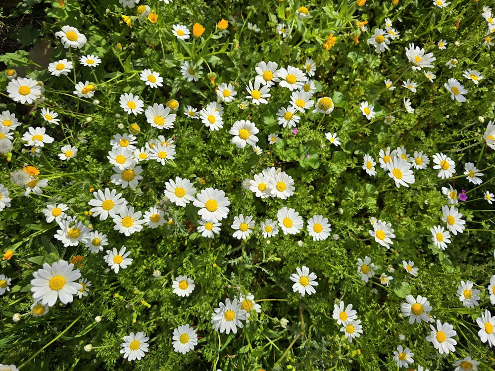 a bunch of white and yellow flowers in a field