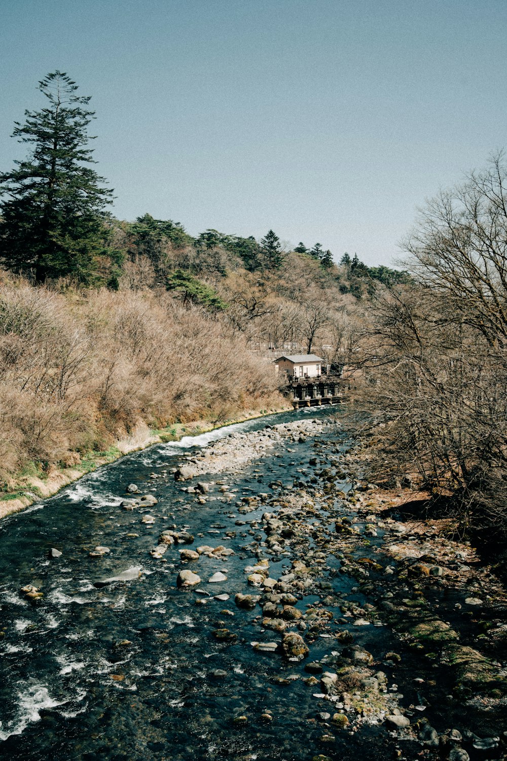 a river running through a lush green forest