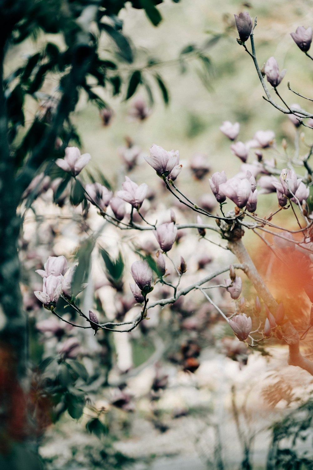 a bunch of flowers that are on a tree