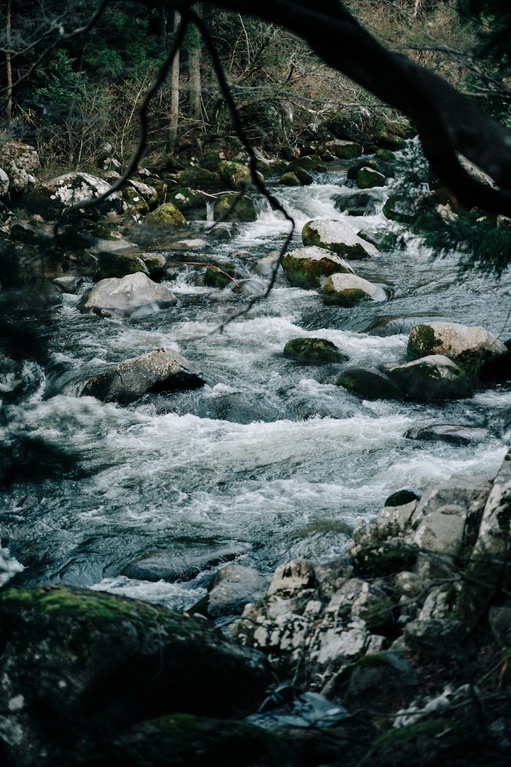 a river running through a forest filled with rocks