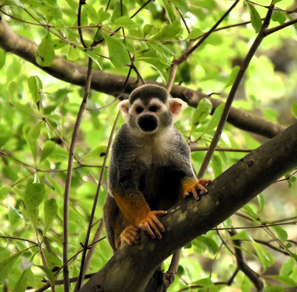 Una ardilla está sentada en la rama de un árbol