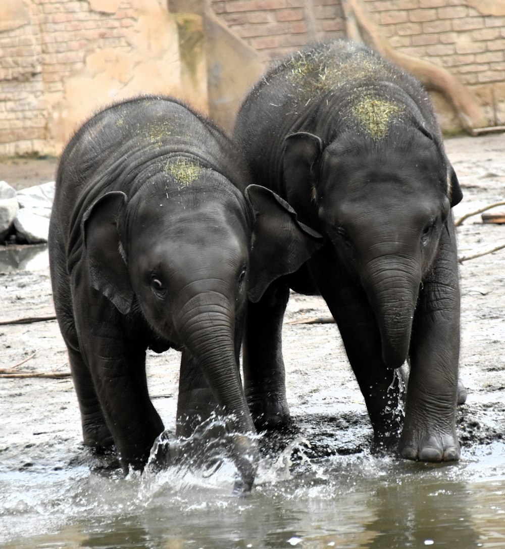 two baby elephants playing in a body of water