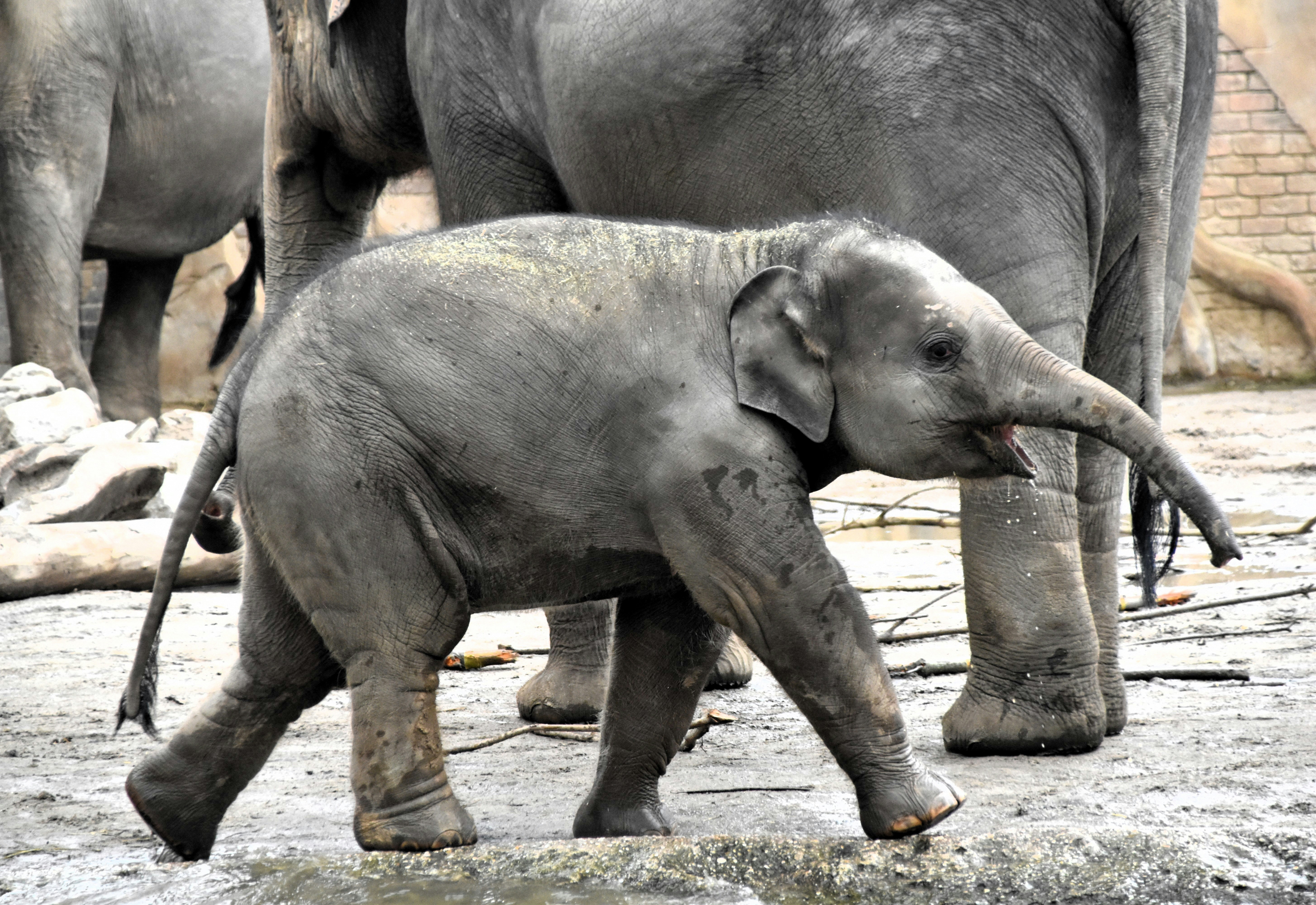 a baby elephant walking next to an adult elephant