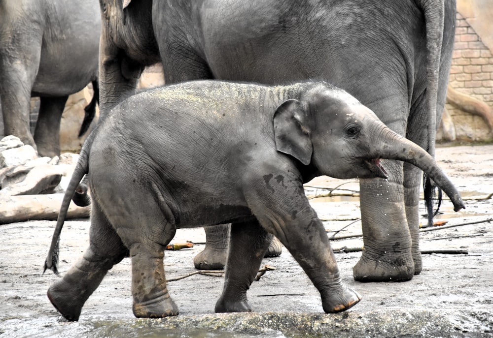 a baby elephant walking next to an adult elephant