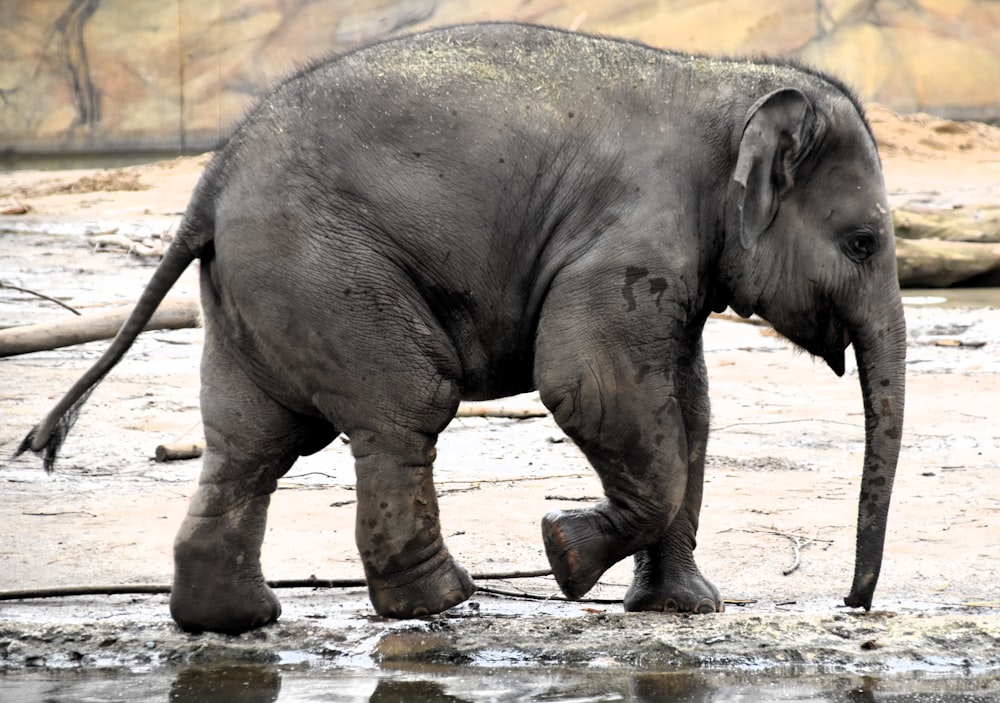 Um filhote de elefante está brincando na lama