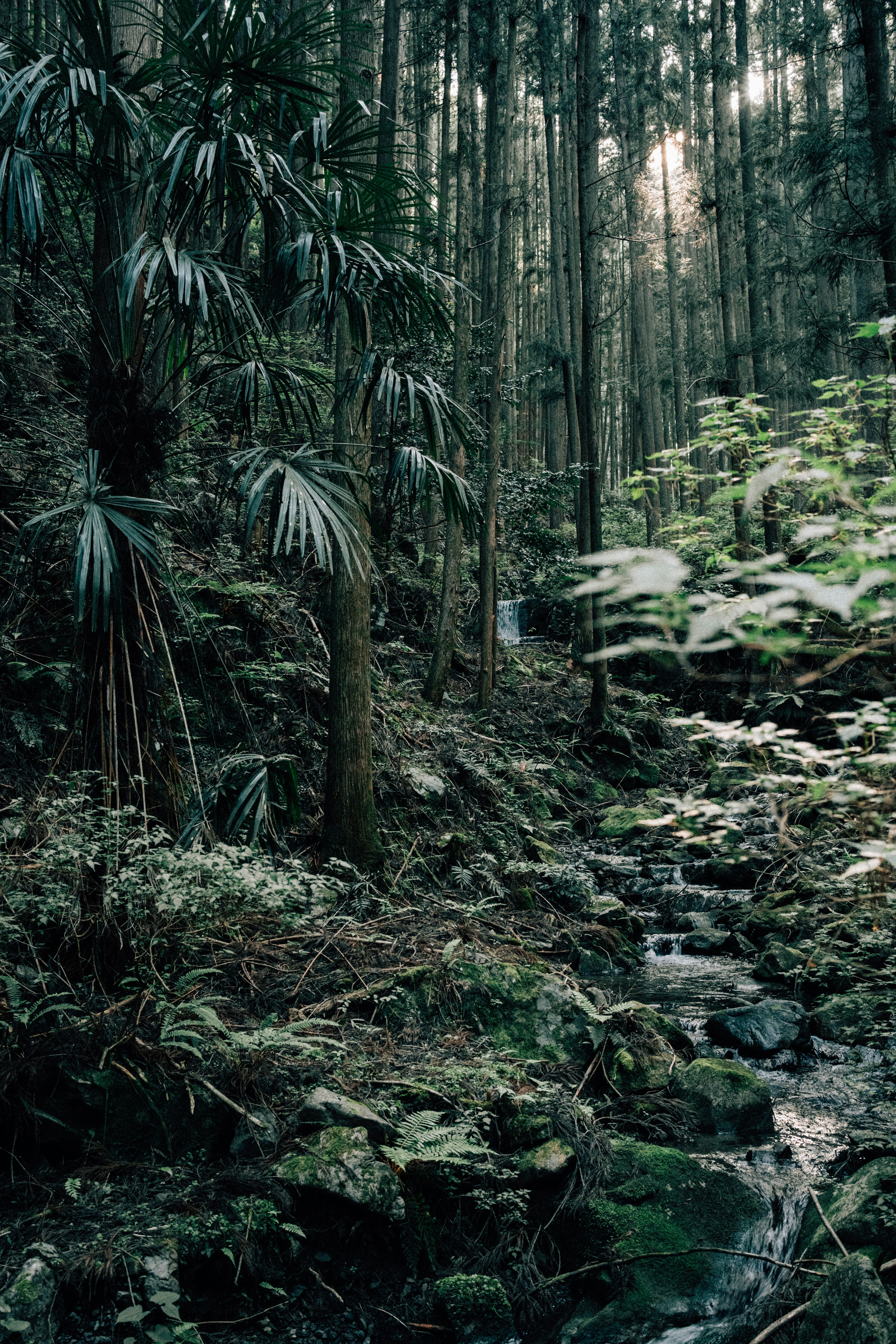 a stream running through a lush green forest