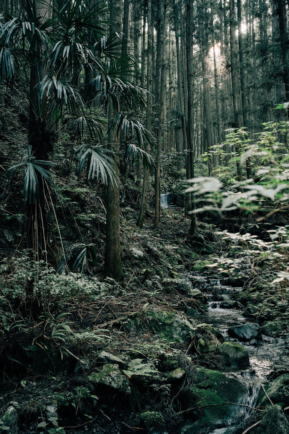 a stream running through a lush green forest