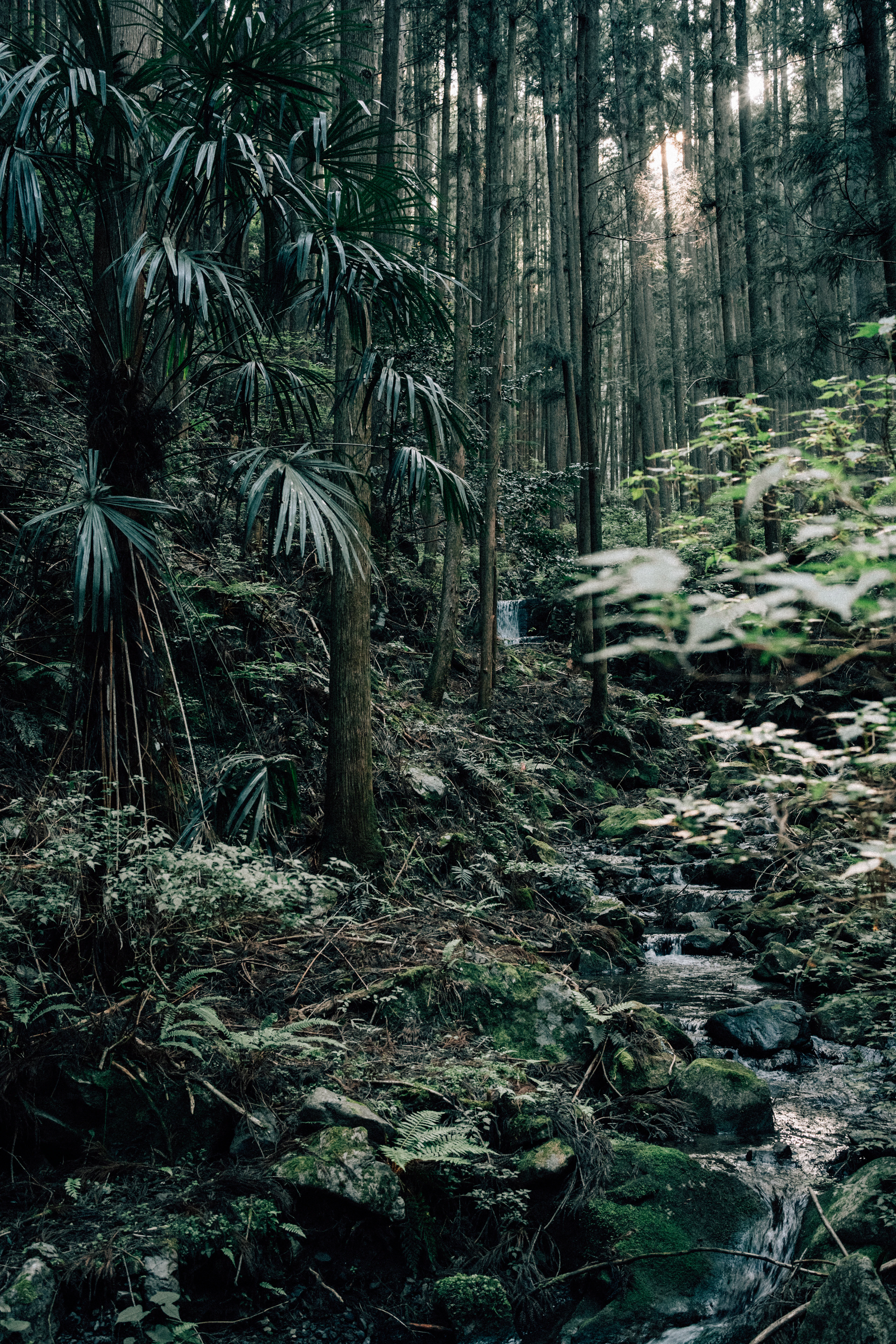 A stream in dense forest beside the Kumano Kodo pilgrimage route