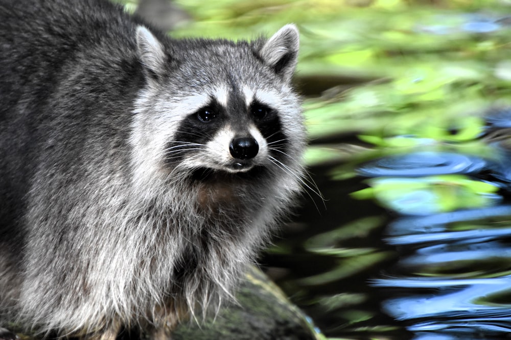 a raccoon standing on a rock near a body of water