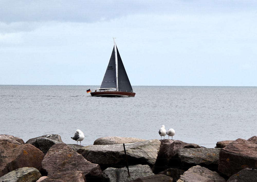 a sailboat in the ocean with seagulls sitting on rocks