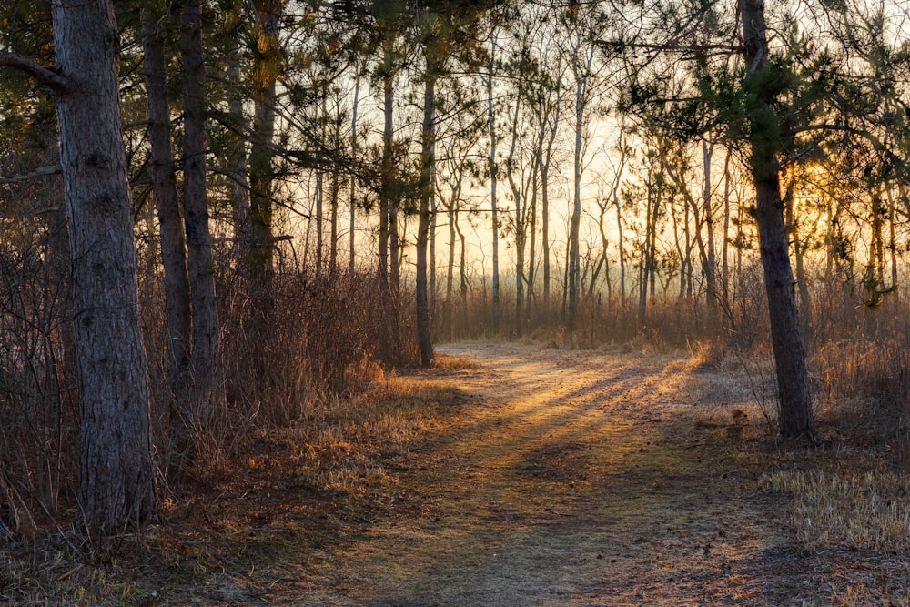 a dirt road in the middle of a forest