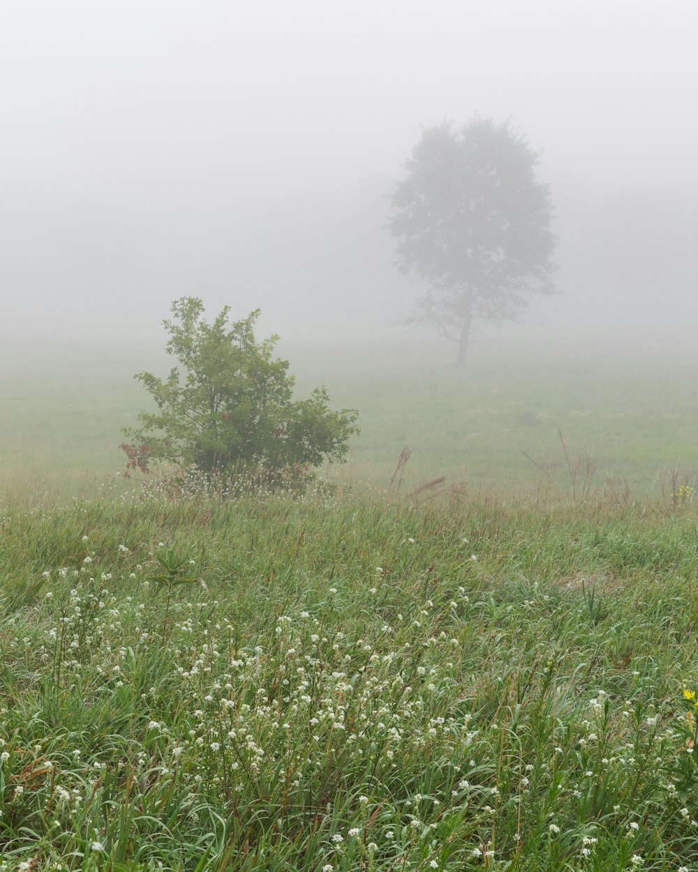 a foggy field with a lone tree in the distance