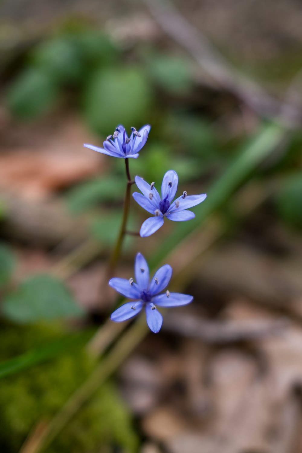 Eine Nahaufnahme einer blauen Blume in einem Wald