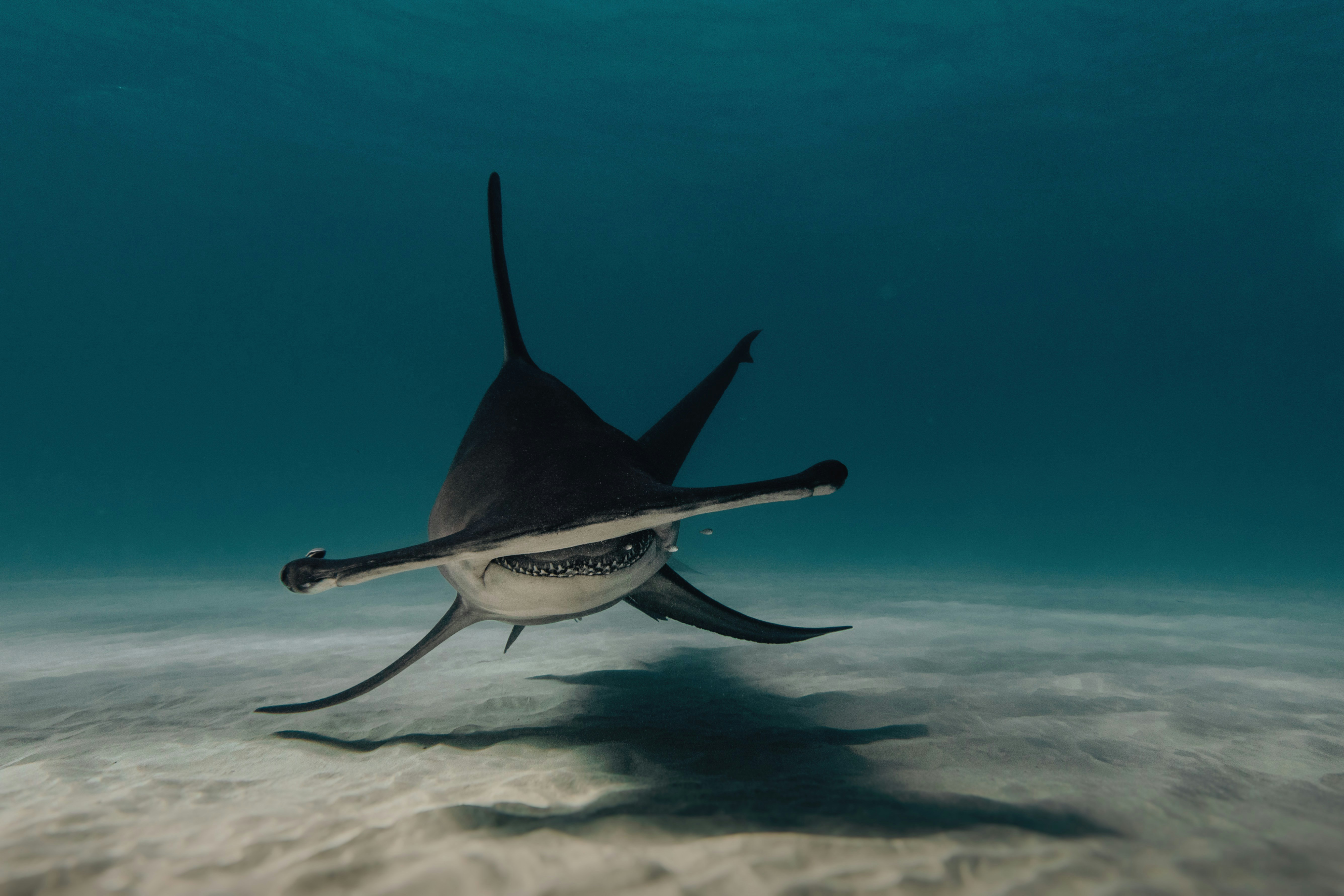 a large black and white shark swimming in the ocean, Great Hammerhead Shark, Großer Hammerhai