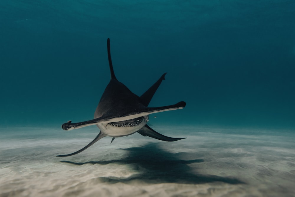 a large black and white shark swimming in the ocean