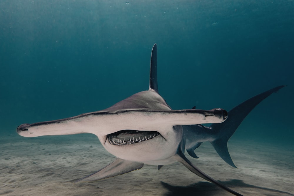 a shark swimming in the ocean with its mouth open