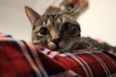 a cat laying on top of a plaid blanket