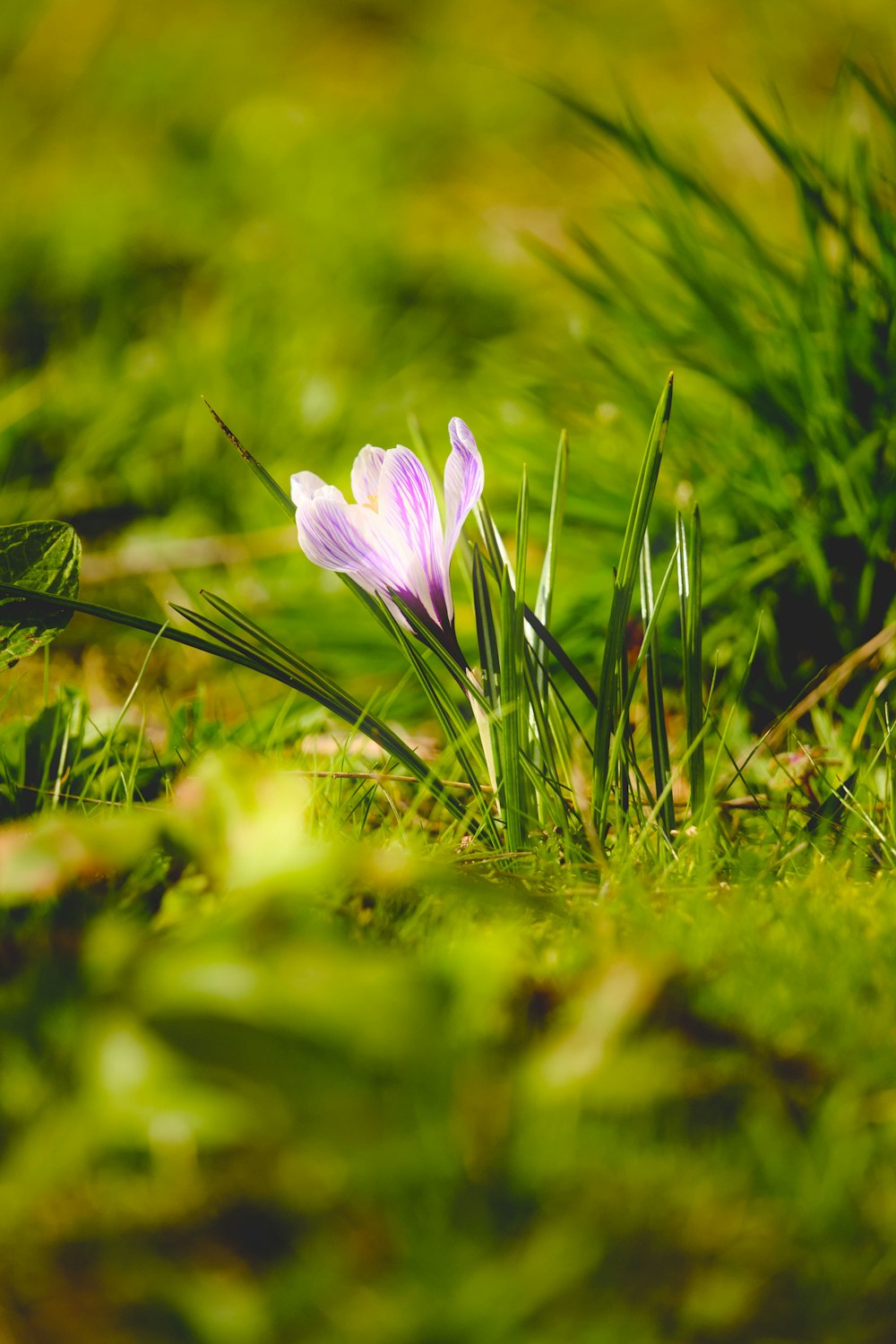 a couple of flowers that are in the grass